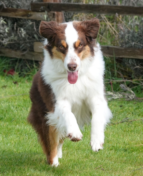 Cooper