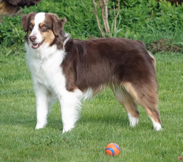 Cooper