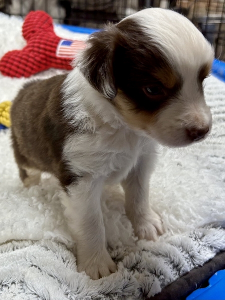 Cooper