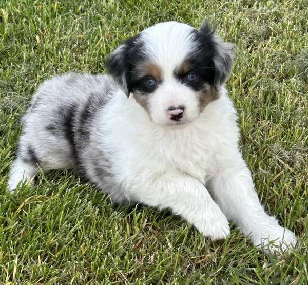 Bentley