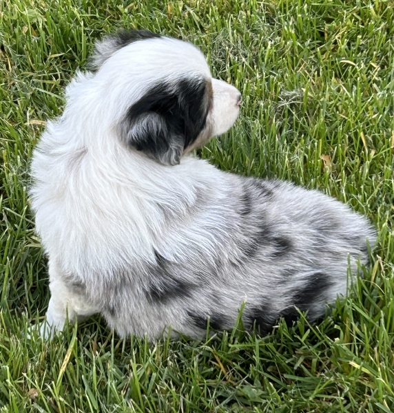 Bentley