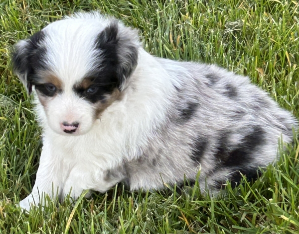 Bentley