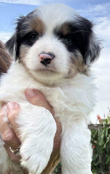Bentley