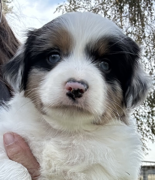 Bentley