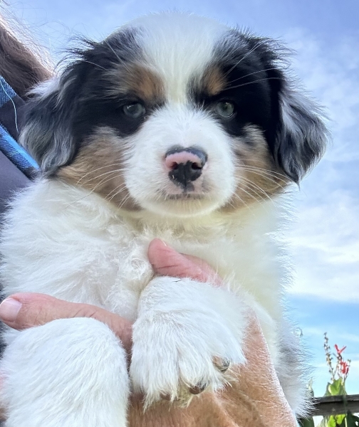 Bentley