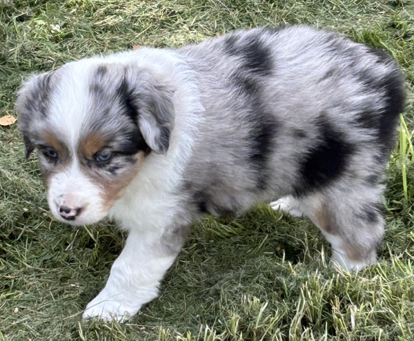 Zephyr