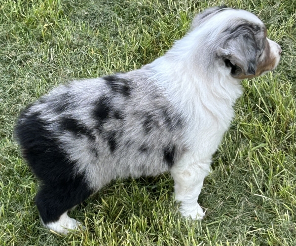 Zephyr