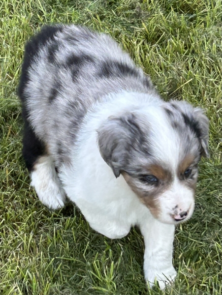 Zephyr