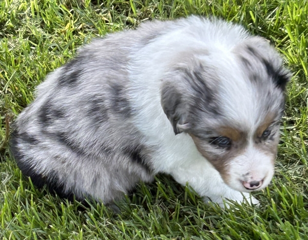 Zephyr