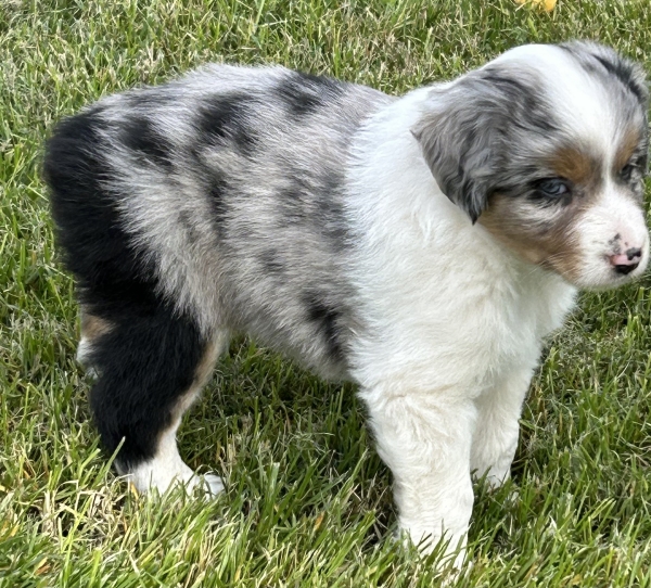 Zephyr