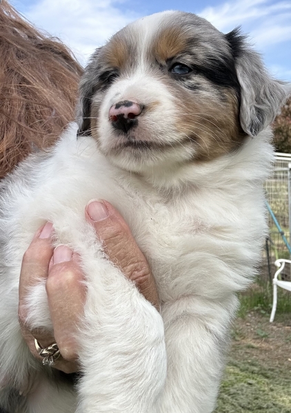 Zephyr