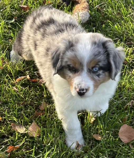 Zephyr