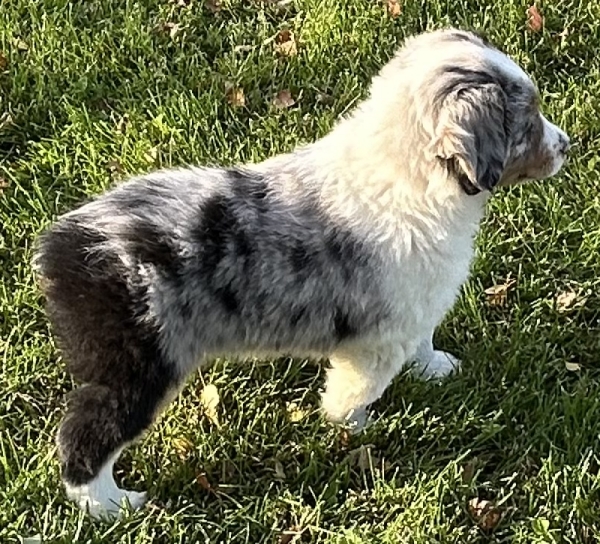 Zephyr
