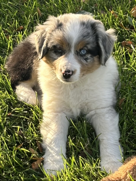 Zephyr