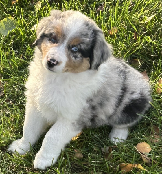 Zephyr