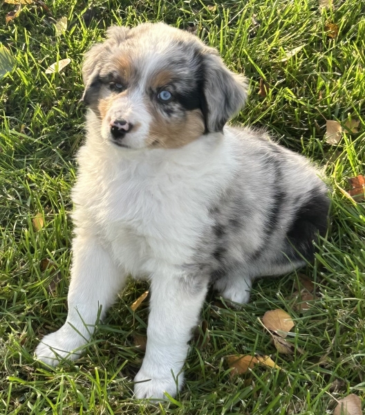Zephyr