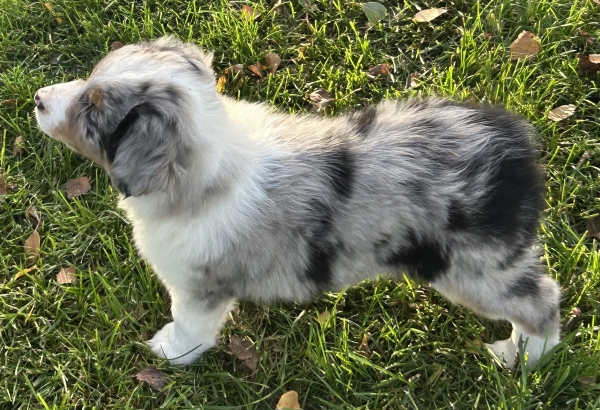 Zephyr