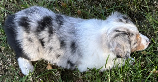 Zephyr