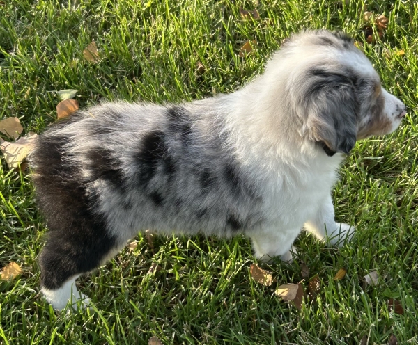 Zephyr