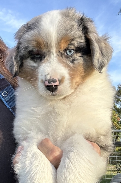 Zephyr