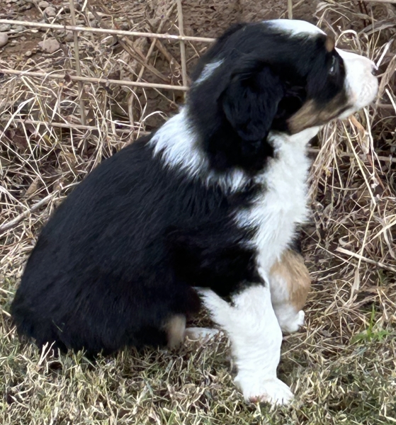 Bonbon