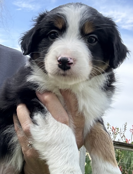 Bonbon