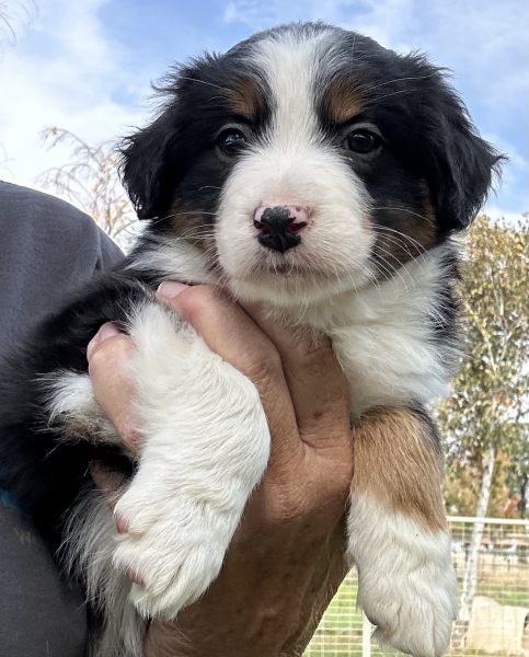Bonbon