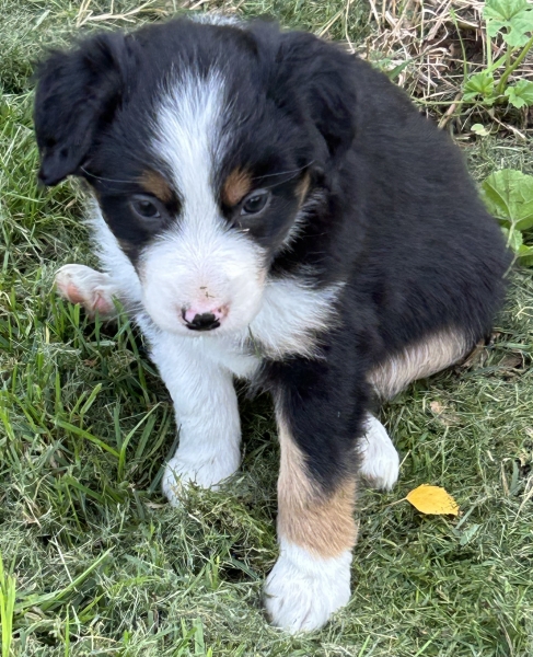 Bonbon