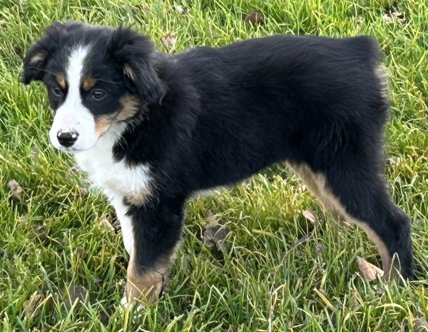Bonbon