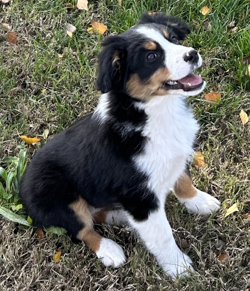 Bonbon