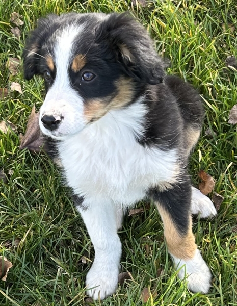 Bonbon