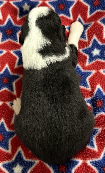 Liberty