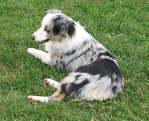 Cassie