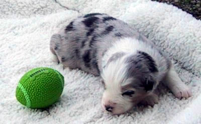 Blue Merle Female #2