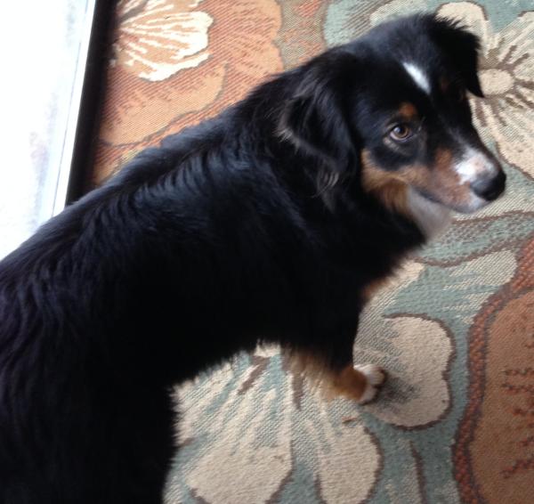 Loki