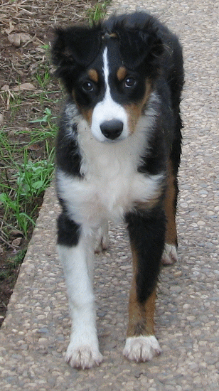 Max