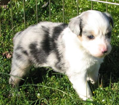 Blue Merle Female