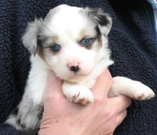Breeder Pick