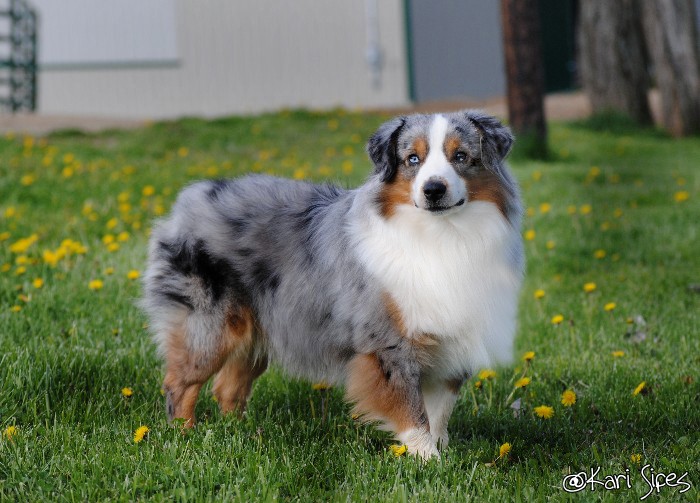Barkley