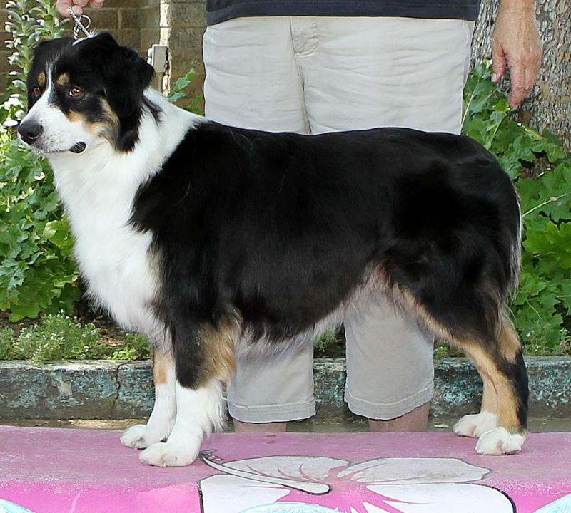 Taffi