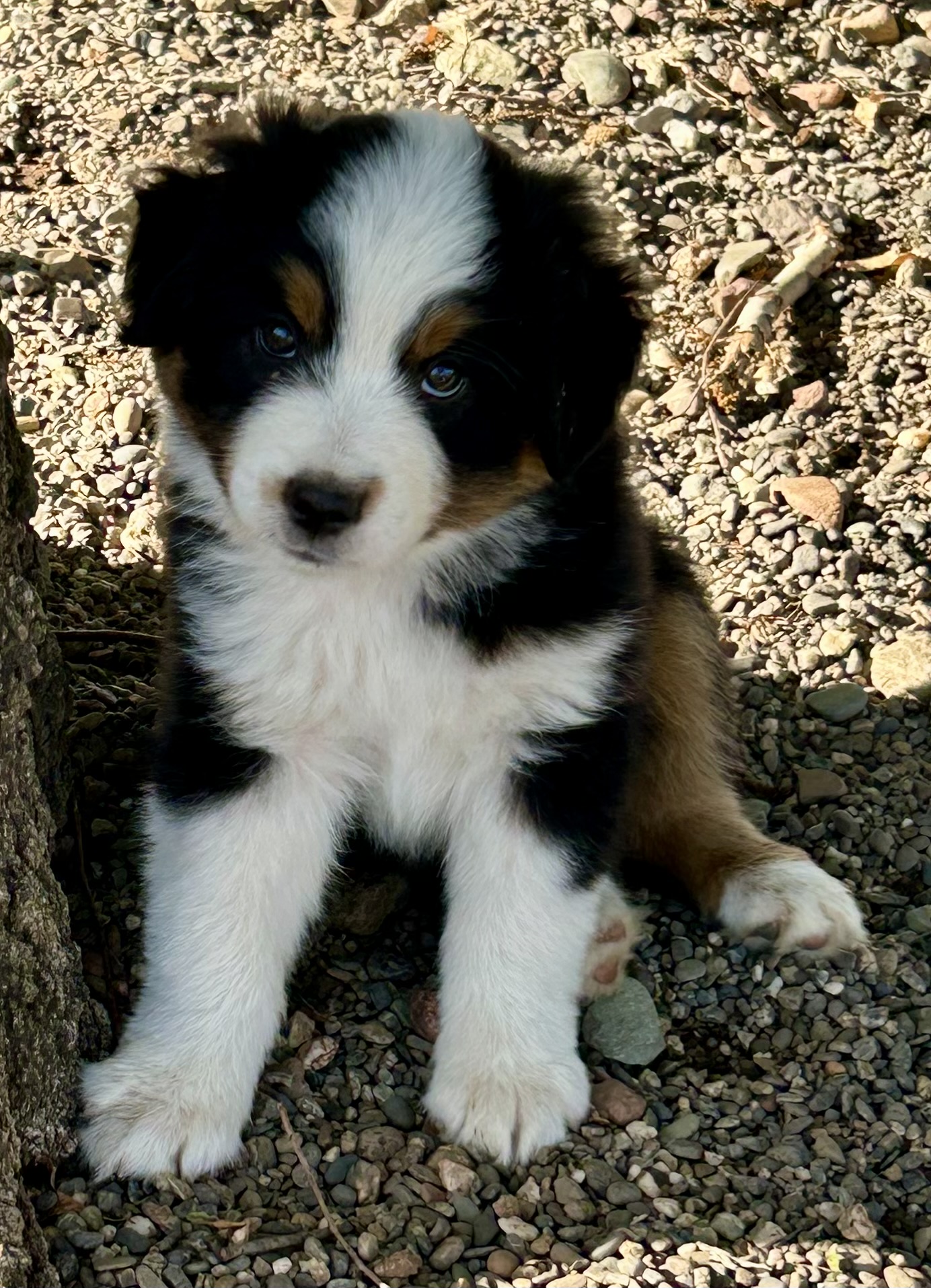 7 weeks