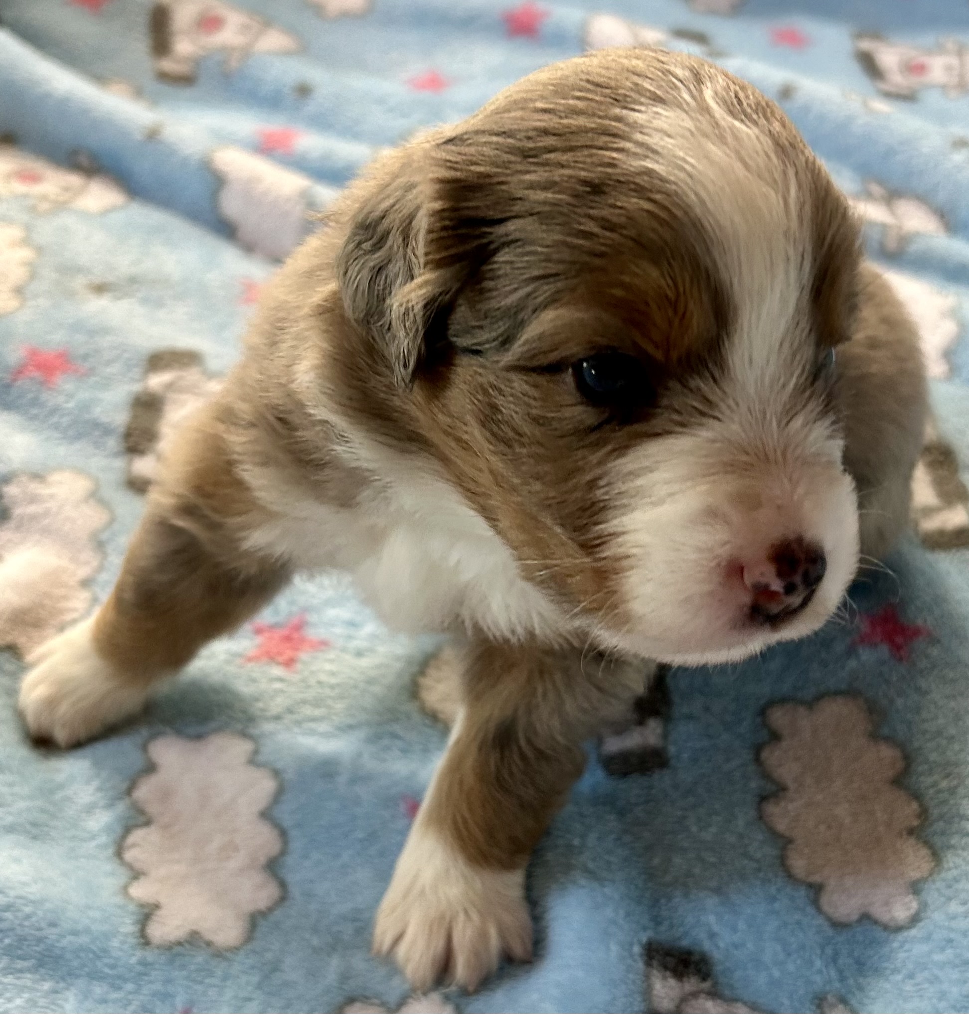 3 weeks old