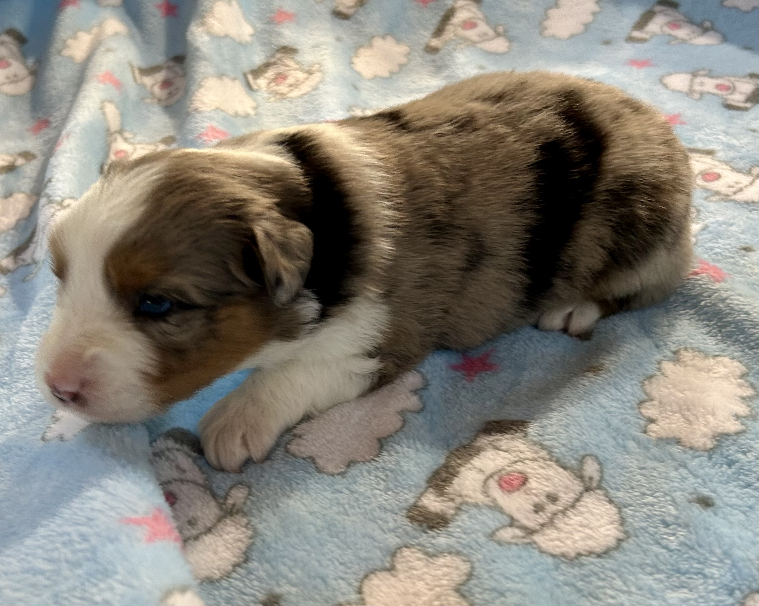 3 weeks old