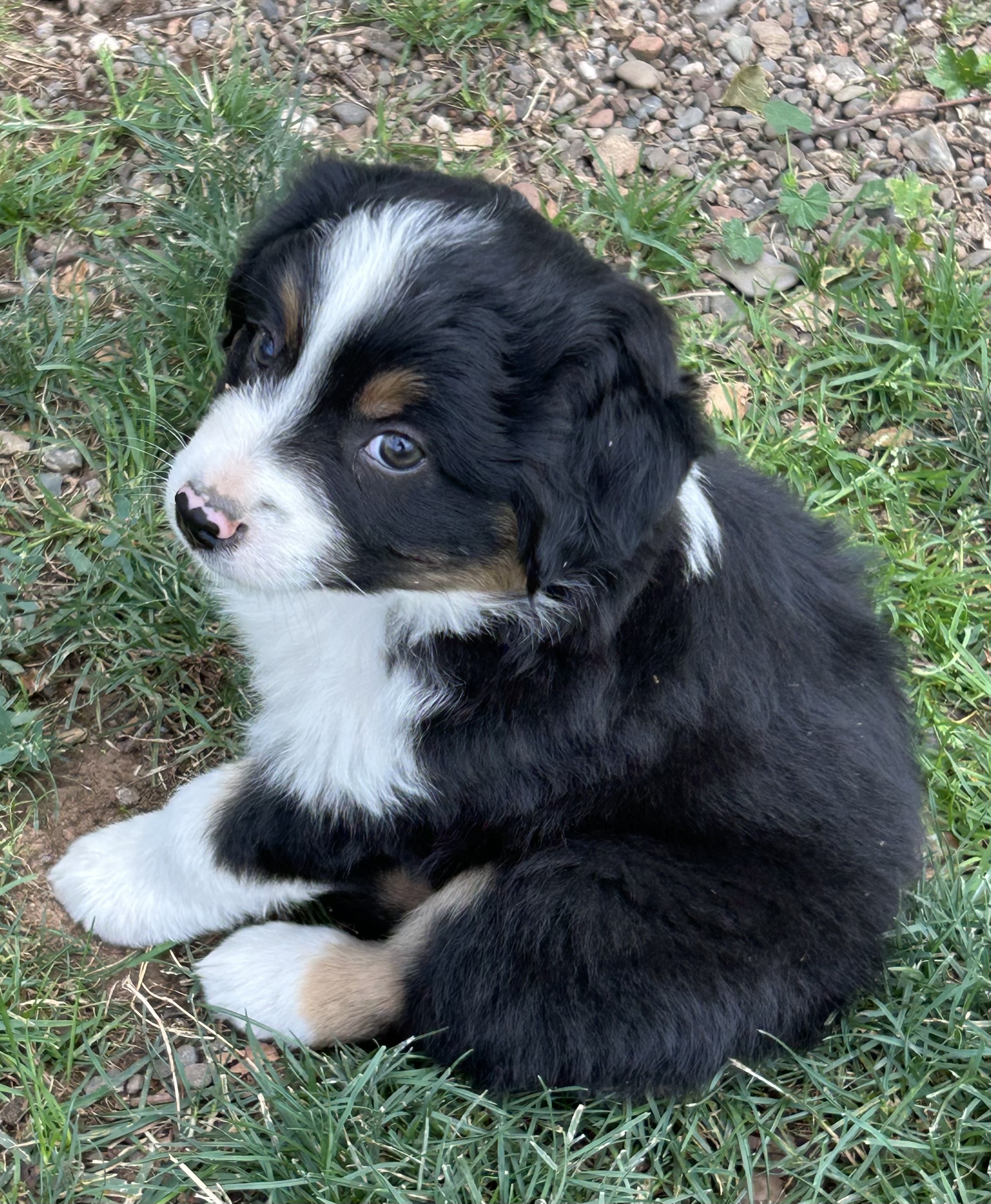 7 weeks