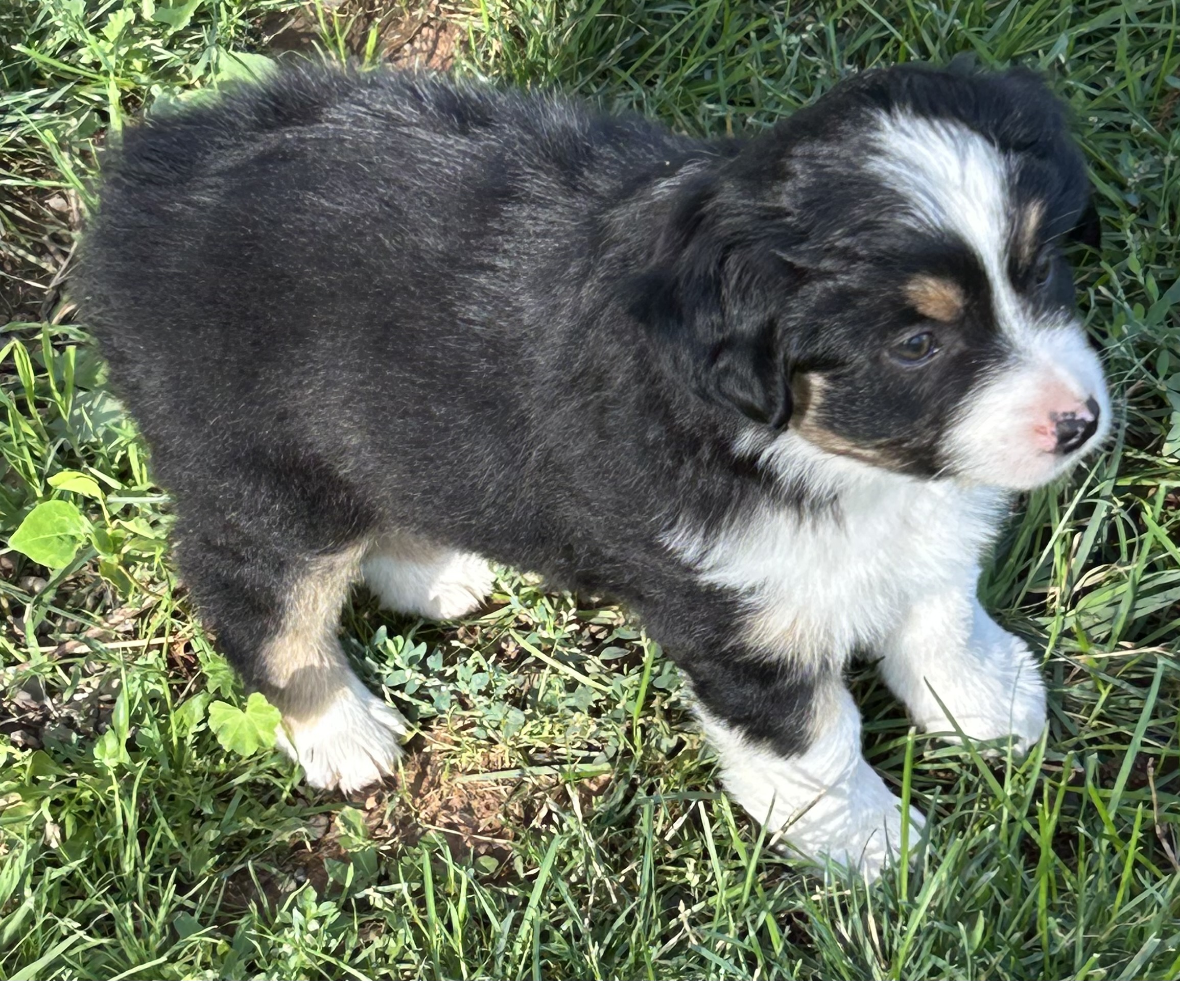7 weeks