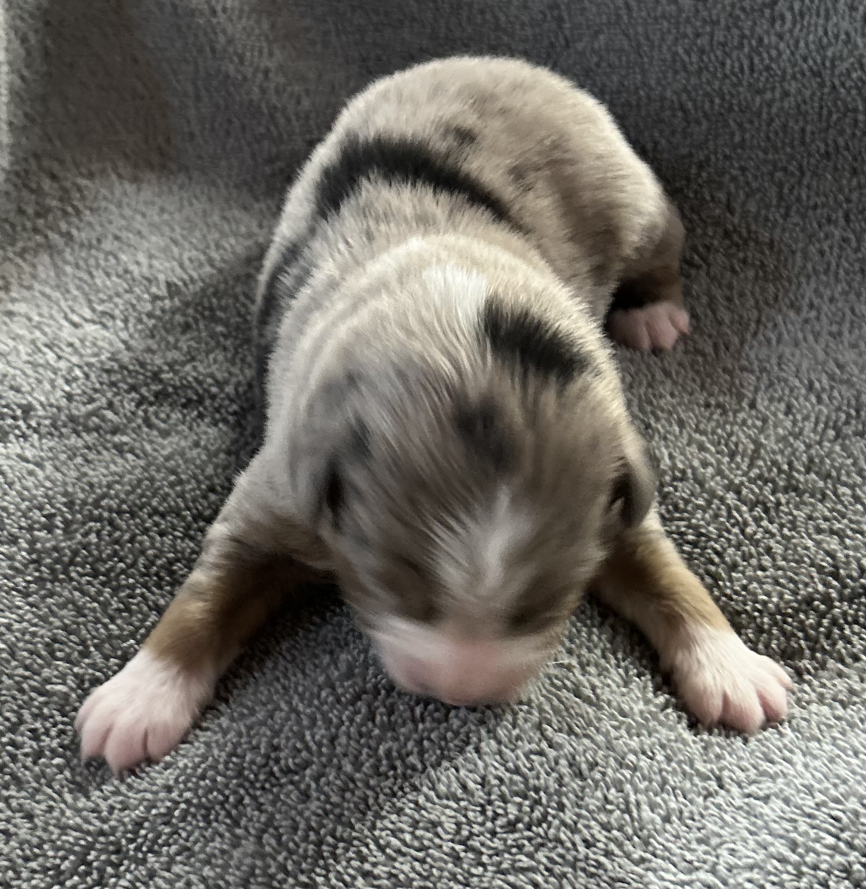 1 week old