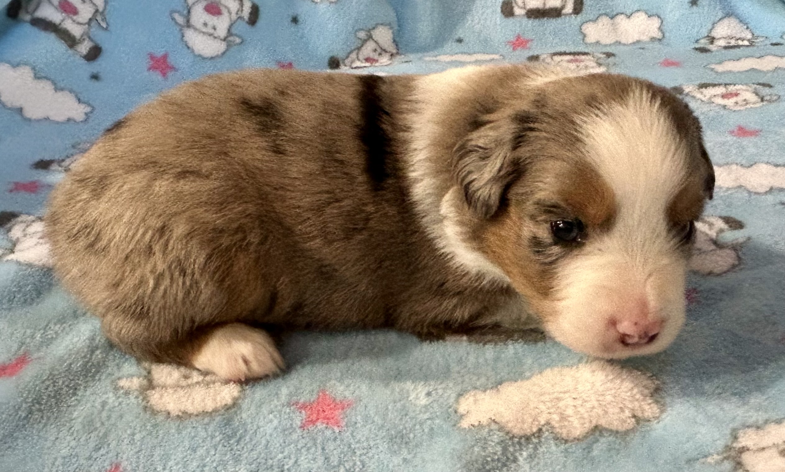 3 weeks old