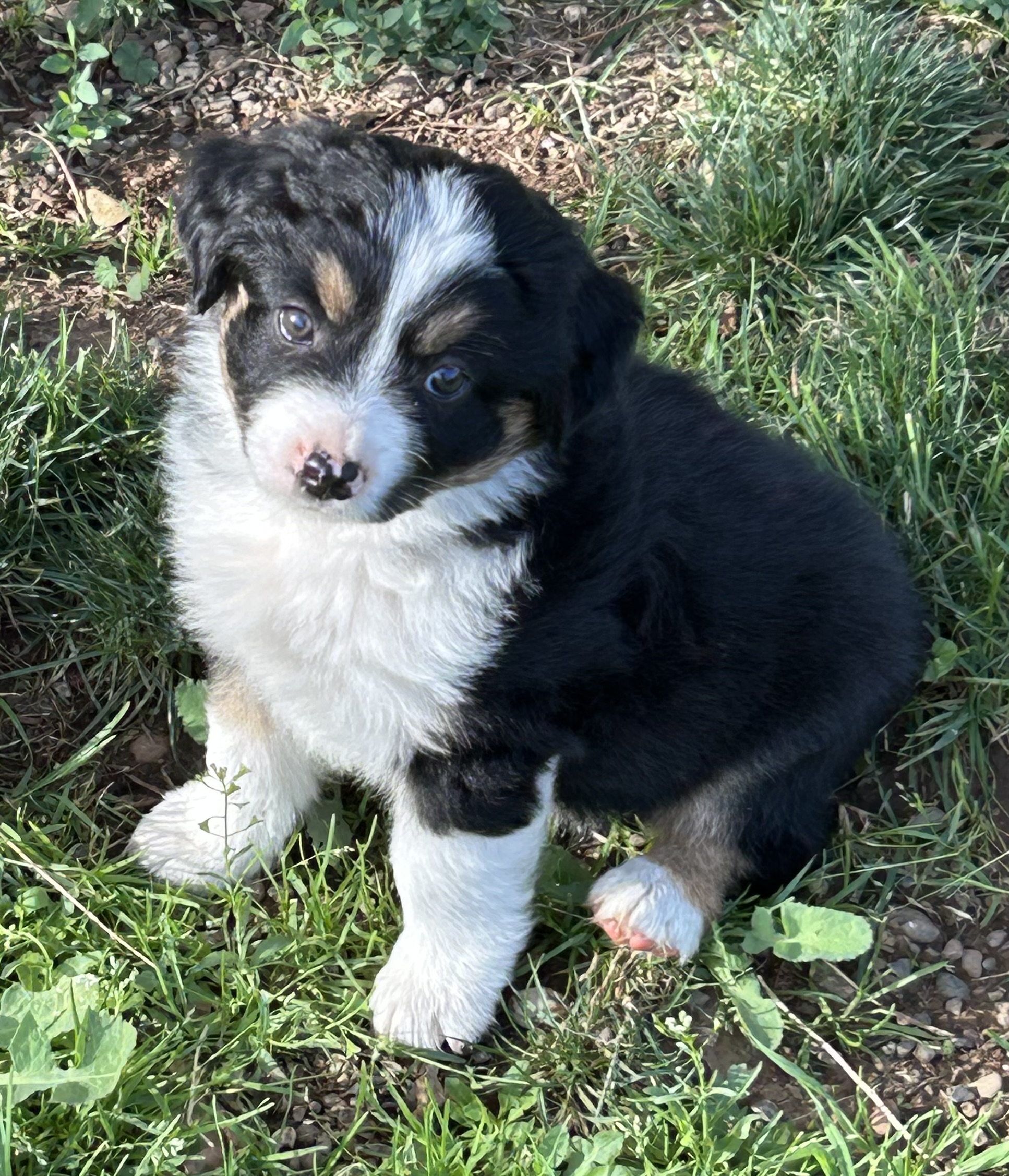 7 weeks