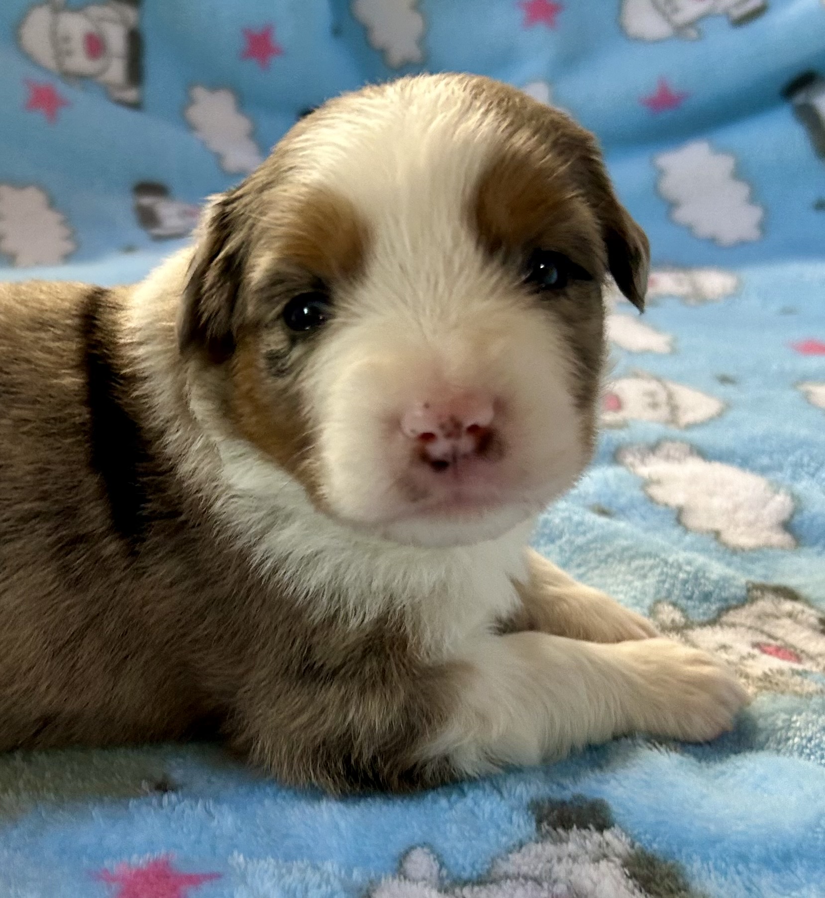 3 weeks old