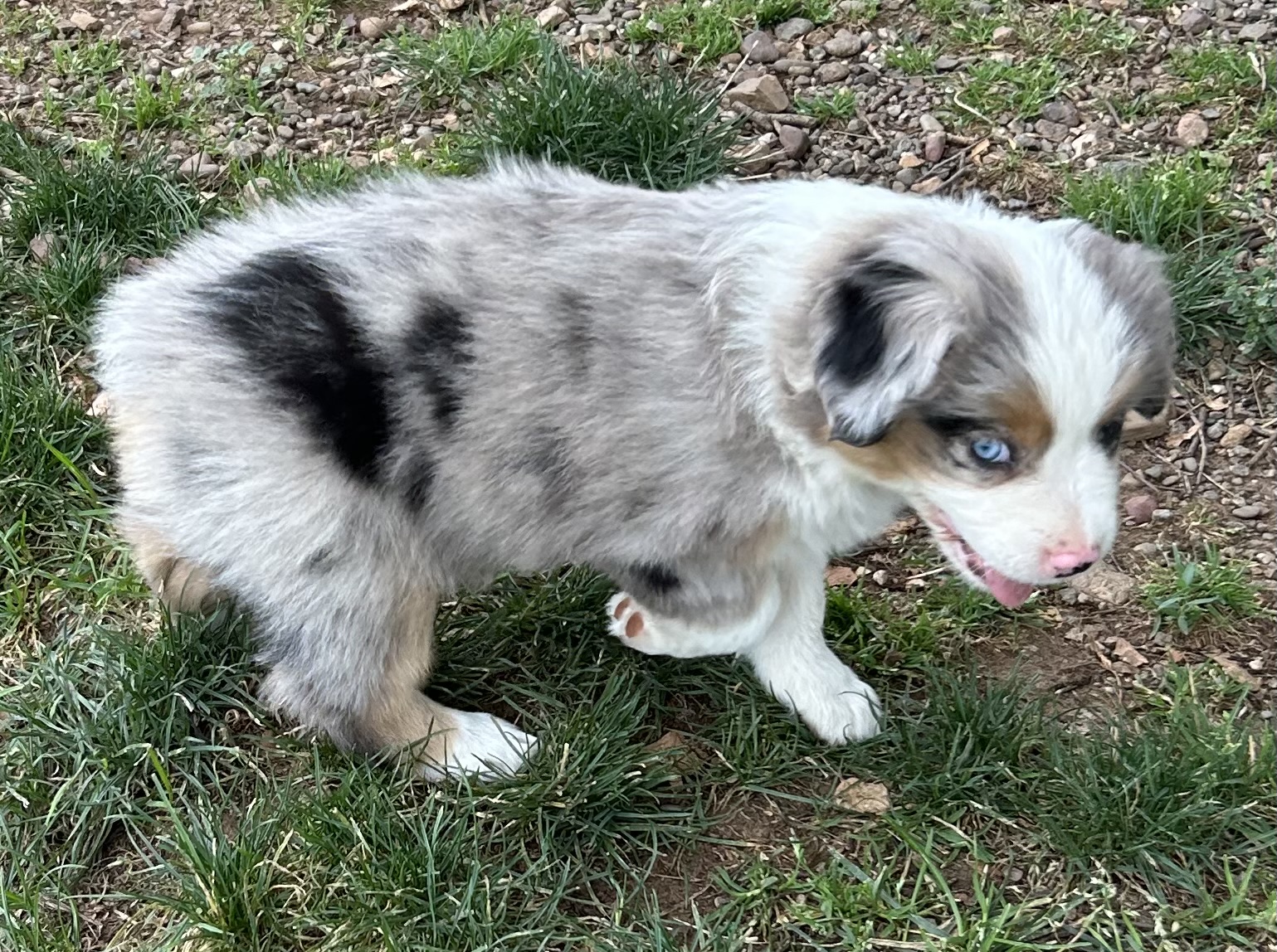 7 weeks